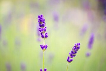 Lavender Flowers Field. Growing and Blooming Lavender