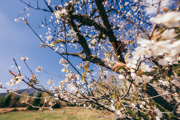 A close up of a tree
