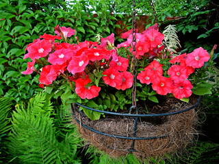 Red pink petunia & green leaves in hay pot (Petunia hybrida) in summer garden. Scarlet petunia flowers in hanging pot decorated with fern & wild grape. Red july flowers in basket on foliage background