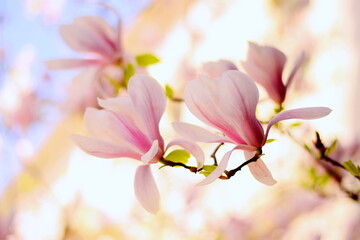 Naklejka na ściany i meble Pink magnolia flowers tree branch in spring on white background. Magnolia spring flower known as Evergreen, Bull Bay, Laurel and Loblolly. Beautiful magnolia tree flower & young spring green leaves