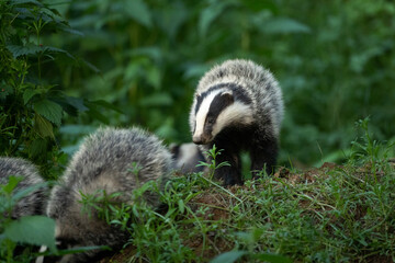 European badger, meles meles, near your burrow. Badger family play in the forest. Badger offspring outside the burrow.