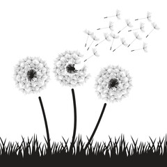 dandelions on white background
