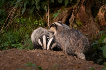 European badger, meles meles, near your burrow. Badger family play in the forest. Badger offspring outside the burrow. © prochym