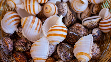 sea shells background - sea shells on the beach - sea shells on the sand - Colourful mussels and sea shells on the beach. seafood mussels background brown colours - Tropical seashells collection 