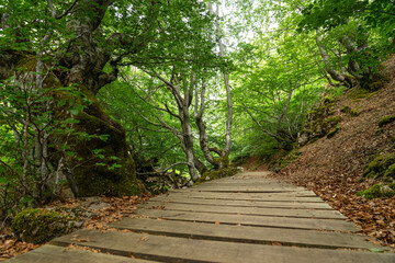 Fototapeta na wymiar Faedo de Ciñera beech forest in sring with the wooden walkway, Leon, Spain.