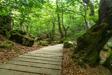 Obraz premium Faedo de Ciñera beech forest in sring with the wooden walkway, Leon, Spain.