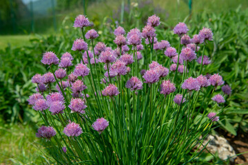 Fototapeta premium chives flowers