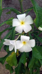 white plumeria flower