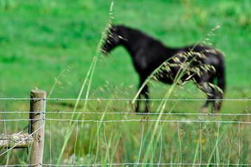 Black horse in grass