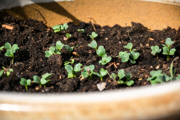 Small radish seedlings in the pot.