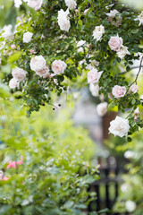 Obraz premium Rosengarten