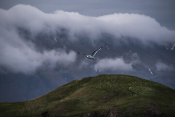 Seagull