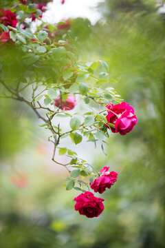 Rosengarten, rote Kletterose