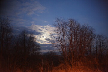 sunset in the forest, BLUE SKY, TREES