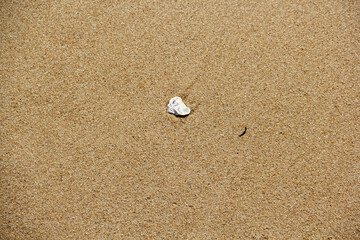Shell