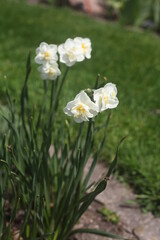 Fototapeta premium white flowers in a garden