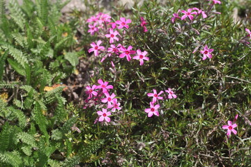 Fototapeta premium pink flowers in the garden