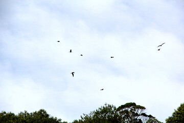 Birds