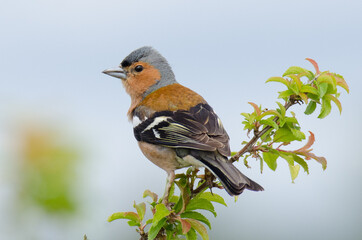 Common Chaffinch at the Nature Reserve of Sèné near Vannes, France
