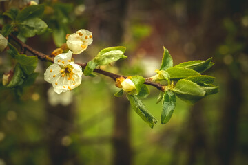 Cherry blossom, a white flower on a cherry tree