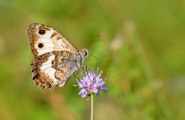 Closeup beautiful butterfly sitting on the flower.