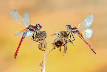 Macro shots, showing of eyes dragonfly and wings detail. Beautiful dragonfly in the nature habitat.