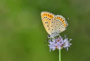 Fototapeta na wymiar Closeup beautiful butterfly sitting on the flower.