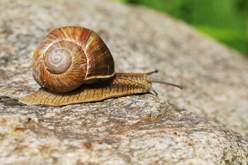 Snail macro view. Snail view. Snails on stone.