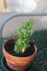 CELERY IN A POT, GROWING 