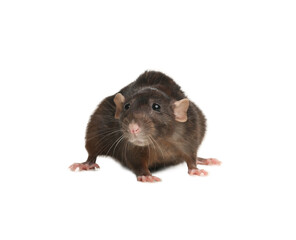 Little brown rat on white background. Pest control