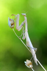 Close up of pair of Beautiful European mantis ( Mantis religiosa )