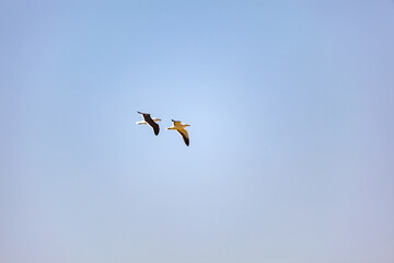 Seagull couple flying