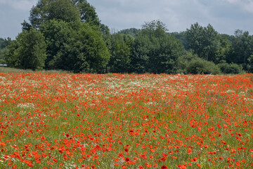 Klatschmohnfeld (Papaver rhoeas)
