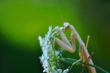 Close up of pair of Beautiful European mantis ( Mantis religiosa )