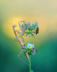 Close up of pair of Beautiful European mantis ( Mantis religiosa )