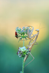 Close up of pair of Beautiful European mantis ( Mantis religiosa )
