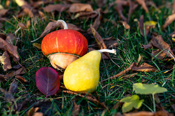 Two decorative pumpkins of different shapes on withered leaves. Autumn background.