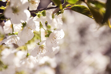 Closeup view of beautiful blossoming tree on sunny spring day outdoors