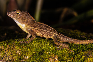 Naklejka premium Anolis Lizard, Botanical Garden Berlin, Germany