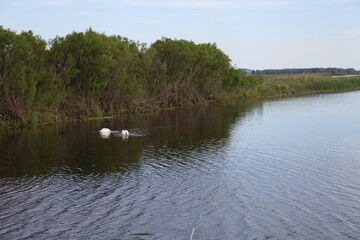 swan on the lake