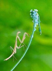 Close up of pair of Beautiful European mantis ( Mantis religiosa )