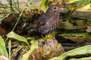 Female Common Blackbird (Turdus merula)