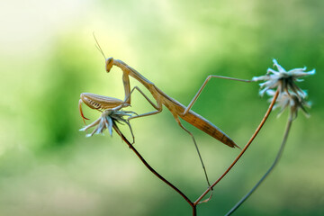 Close up of pair of Beautiful European mantis ( Mantis religiosa )