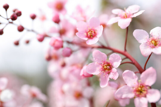 Closeup view of blossoming pink sakura tree outdoors © New Africa
