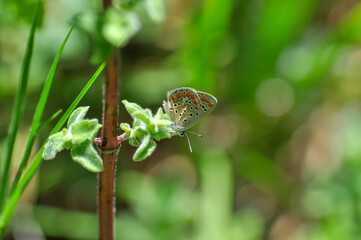 Closeup beautiful butterfly sitting on the flower.