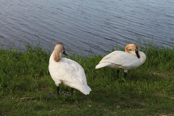 swans on the lake