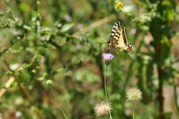 Closeup beautiful butterfly sitting on the flower.
