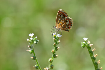 Closeup beautiful butterfly sitting on the flower.