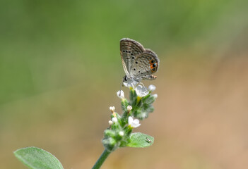 Closeup beautiful butterfly sitting on the flower.