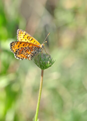 Closeup beautiful butterfly sitting on the flower.